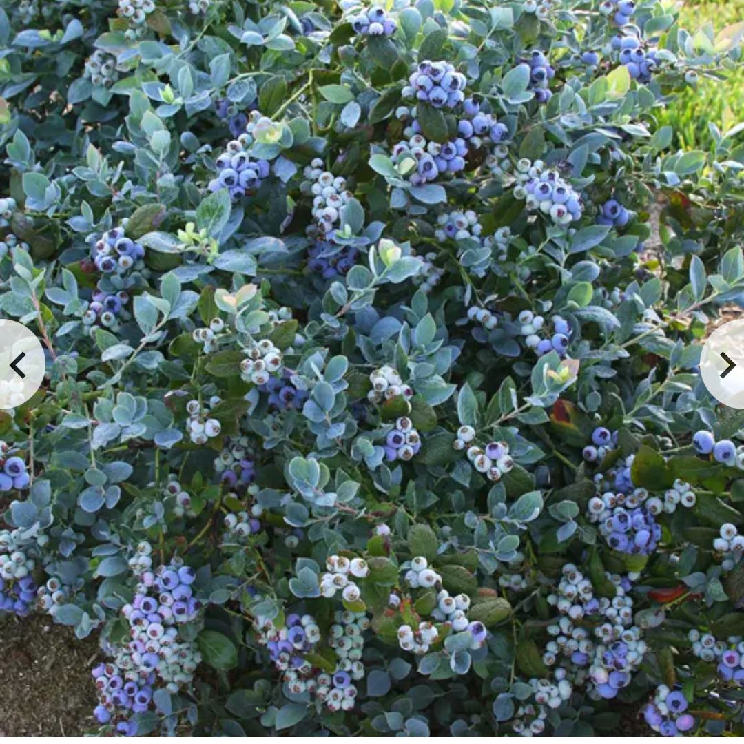 Photo of the plant species Blueberry Bush by @TryChismastree named Gomez on Greg, the plant care app