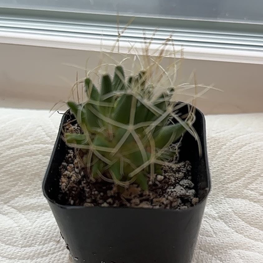 Photo of the plant species Mammillaria camptotricha by @SoundlyNoblefir named Gregarious on Greg, the plant care app