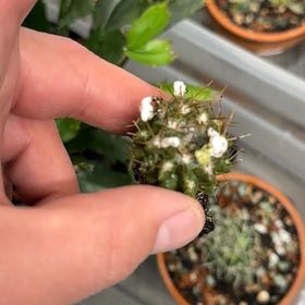 Plant care for Monte Amargo Cactus on Greg, the plant care app