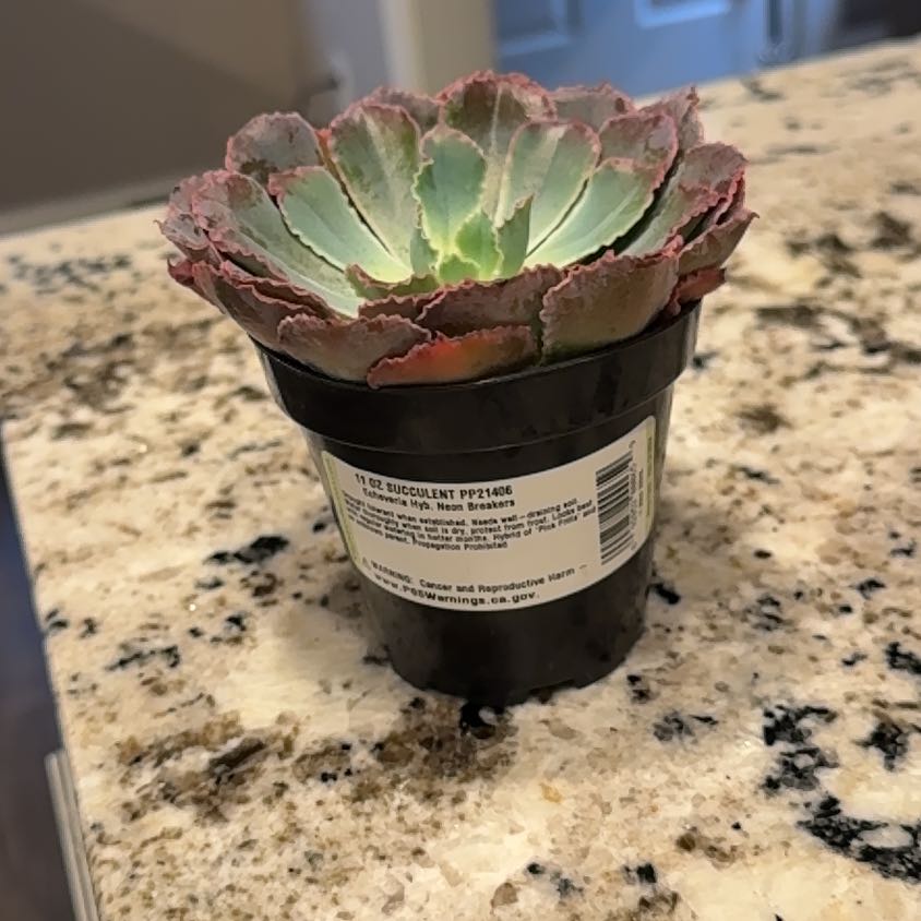 Photo of the plant species Echeveria by @Celiaebbert named Luna on Greg, the plant care app
