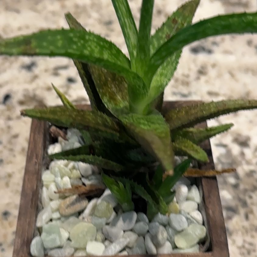 Photo of the plant species Aloe Jucunda by @Celiaebbert named Mollie on Greg, the plant care app