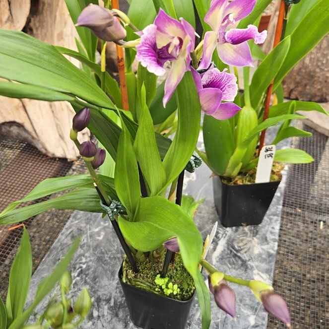 Photo of the plant species Zygonisia Cynosure 'Blue Birds' by @VioletFleur named Evangeline on Greg, the plant care app