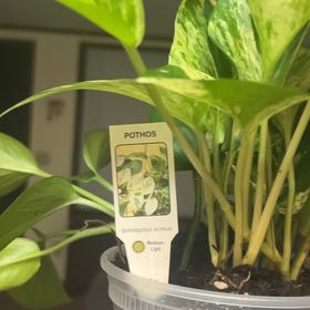 Photo of the plant species Pothos by @BigWolflichen named Rosa on Greg, the plant care app