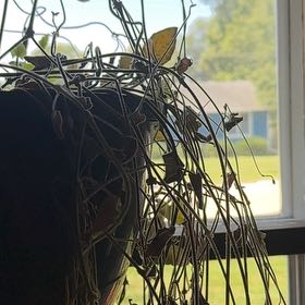 Photo of the plant species Thunbergia alata 'Rose Sensation' by @BigtimeChollipo named Peter Parker on Greg, the plant care app