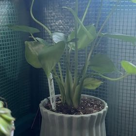 Photo of the plant species Araruta by @BigtimeChollipo named Zion on Greg, the plant care app