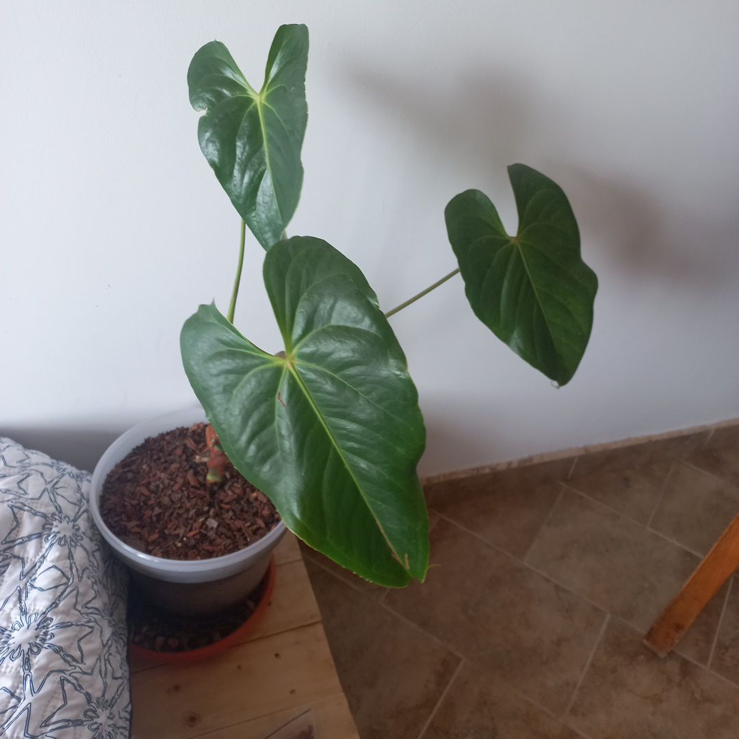 Osmo