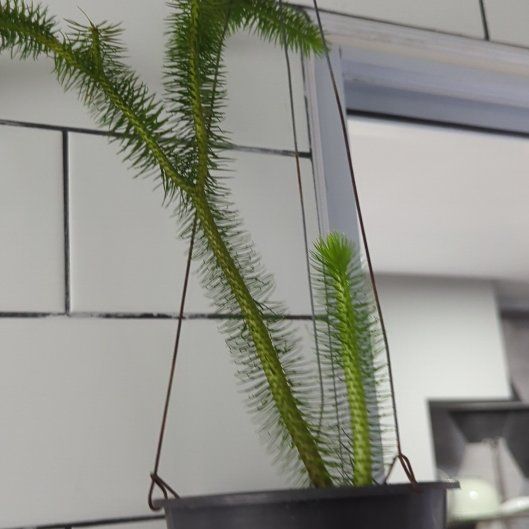 Photo of the plant species Rock Tassel Fern by @HappyFiresticks named Michelle Branch on Greg, the plant care app