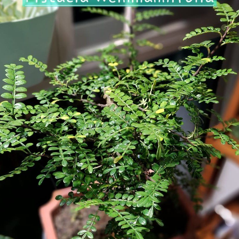 Photo of the plant species Pistacia weinmannifolia by @VitalAraguaney named Sproutacus on Greg, the plant care app