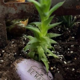 Photo of the plant species Woolly torch by @ExecCanadaplum named Astroloba Spiralis on Greg, the plant care app