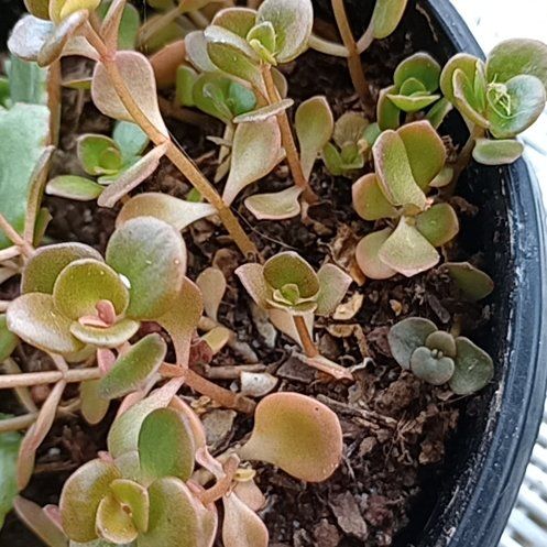 Photo of the plant species Sedum tetractinum 'Coral Reef' by @QualityCyclamen named Bruce Lee on Greg, the plant care app