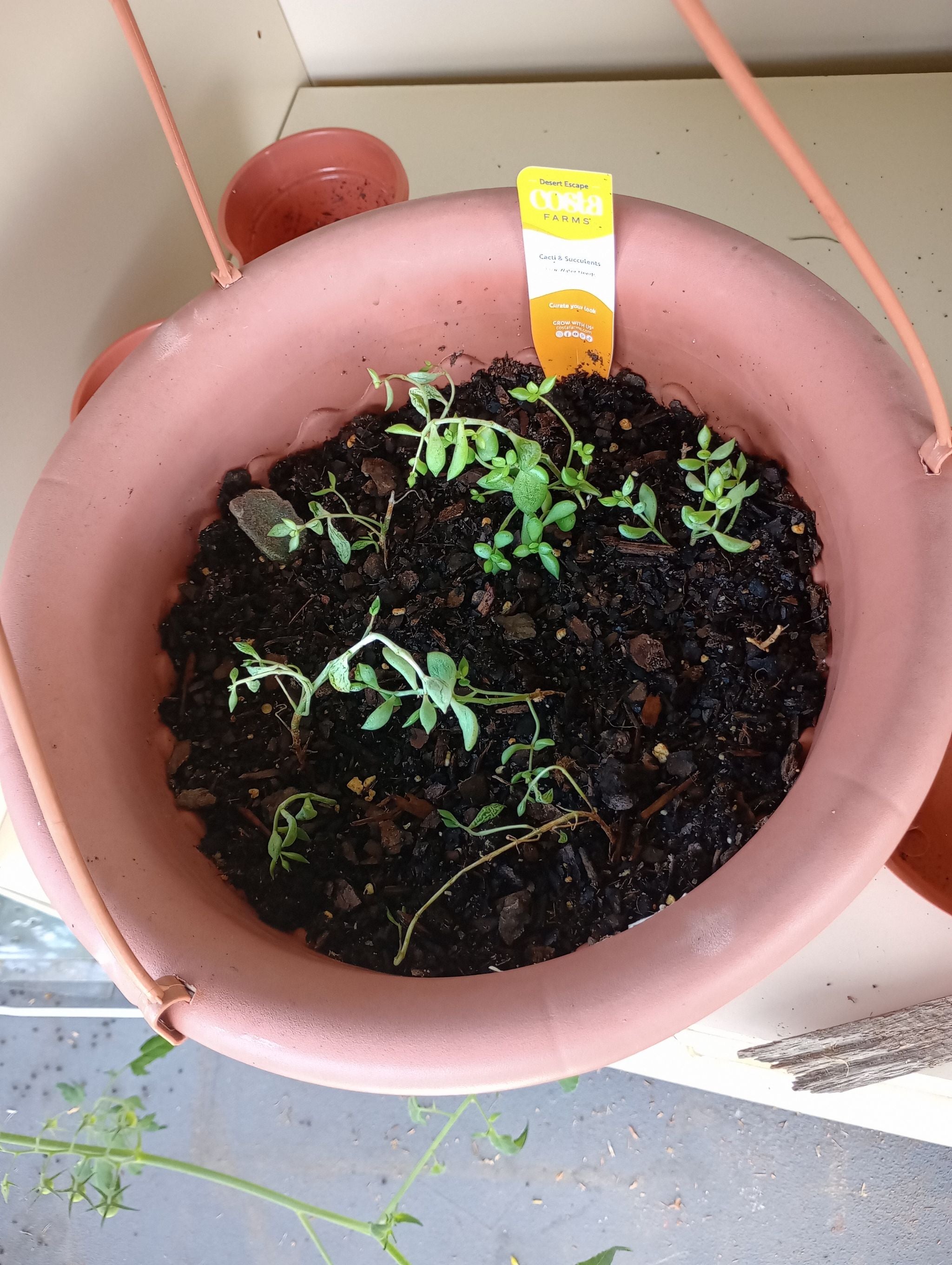 🍫 What It Means When Your Cotyledon 'Mint Truffles' Wilts