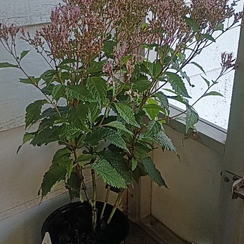 Photo of the plant species Joe Pye Weed by @ShapelyBogbirch named Walt on Greg, the plant care app