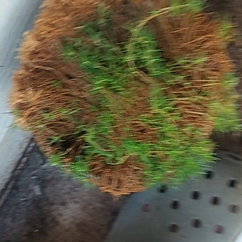Photo of the plant species Irish Moss by @ShapelyBogbirch named Navajo on Greg, the plant care app