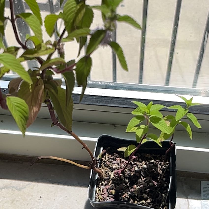 Photo of the plant species vietnamese coriander by @SnappyFreesia named Vivian on Greg, the plant care app