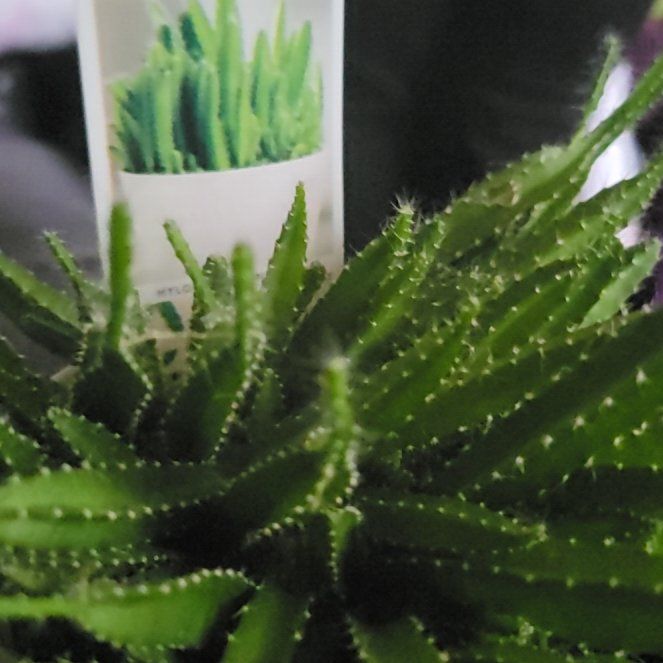 Photo of the plant species Macho Milano by @ModelPoisonbulb named Bella on Greg, the plant care app