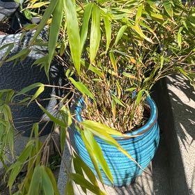 Photo of the plant species Hardy Bamboo by @FoxyWhiterata named Gaga on Greg, the plant care app