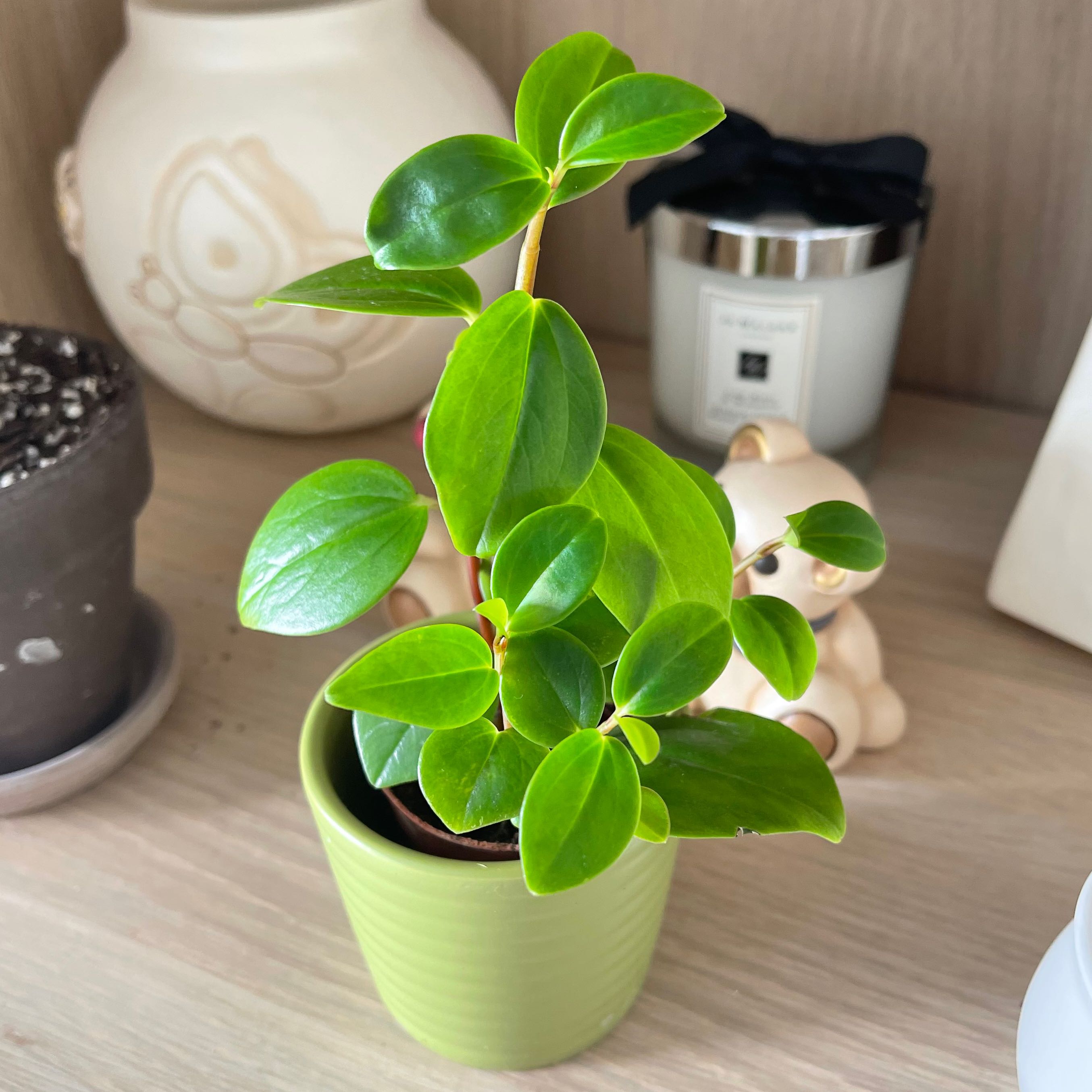 Cypress Peperomia uploaded to the Greg plant app by @Minty89