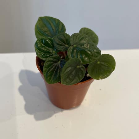 Photo of the plant species peperomia lilian by Minty89 named Peperomia Caperata Lilian on Greg, the plant care app
