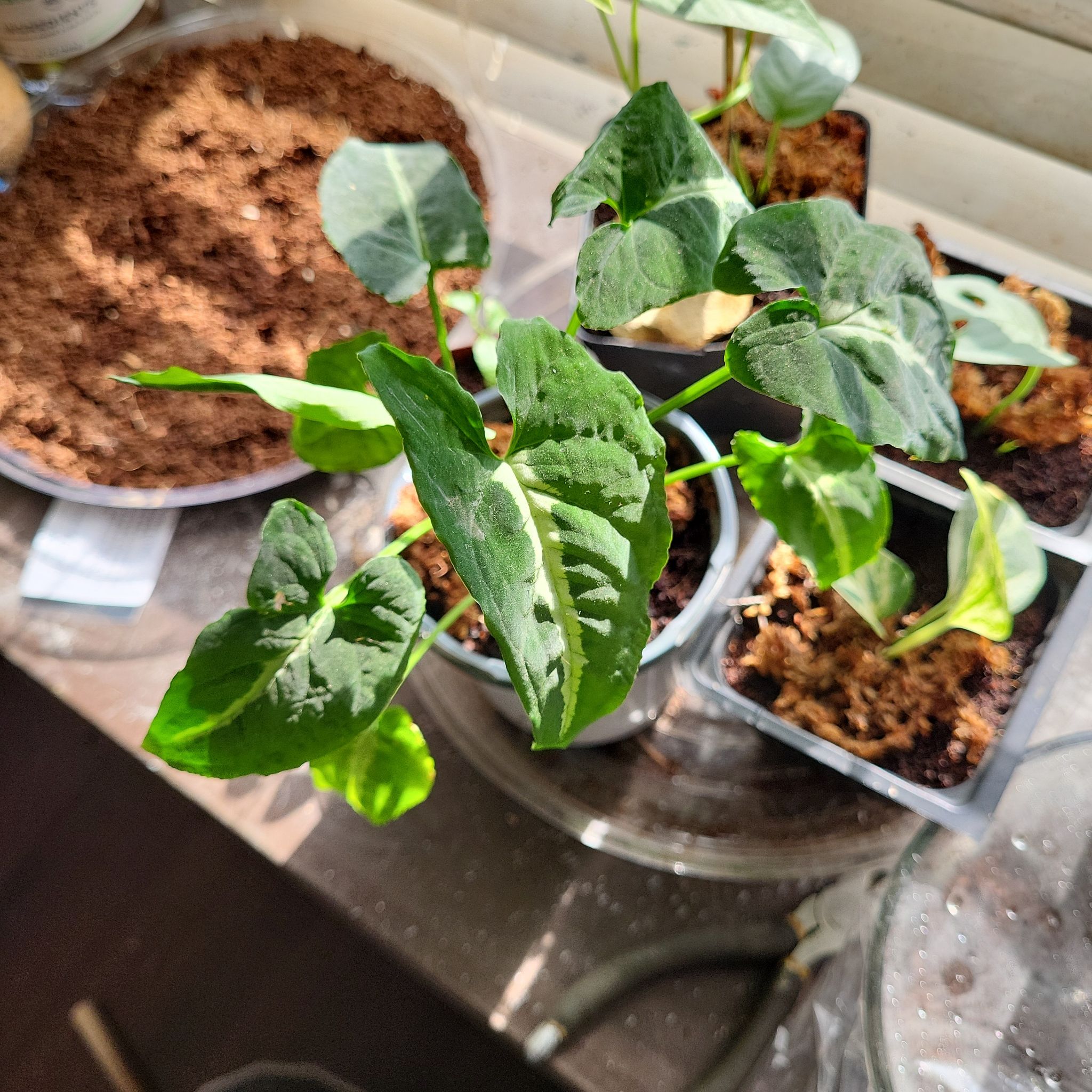 Photo of the plant species Syngonium Rayii by @BeckInkk named Syngonium Rayii on Greg, the plant care app