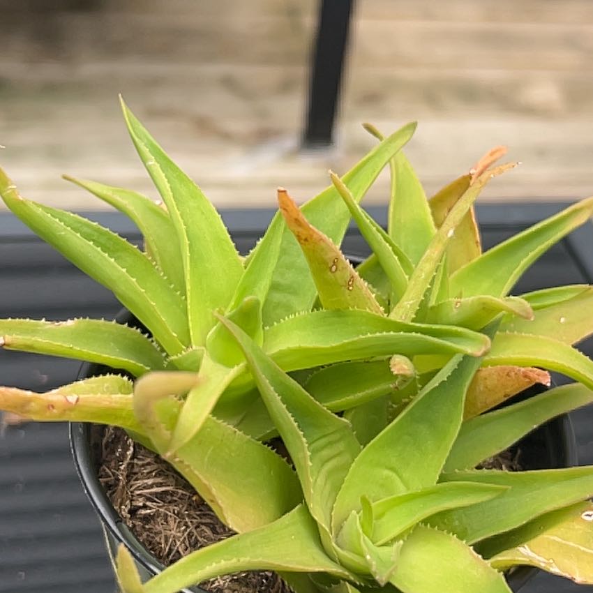 Photo of the plant species Aloe ciliaris by @TastyPapaya named Sage on Greg, the plant care app