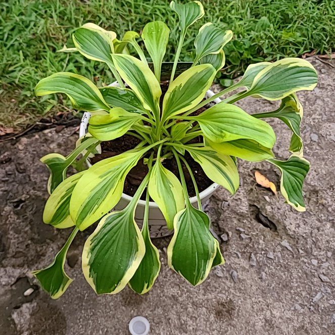 Photo of the plant species pilgrim by @BusyMaleberry named Surya on Greg, the plant care app