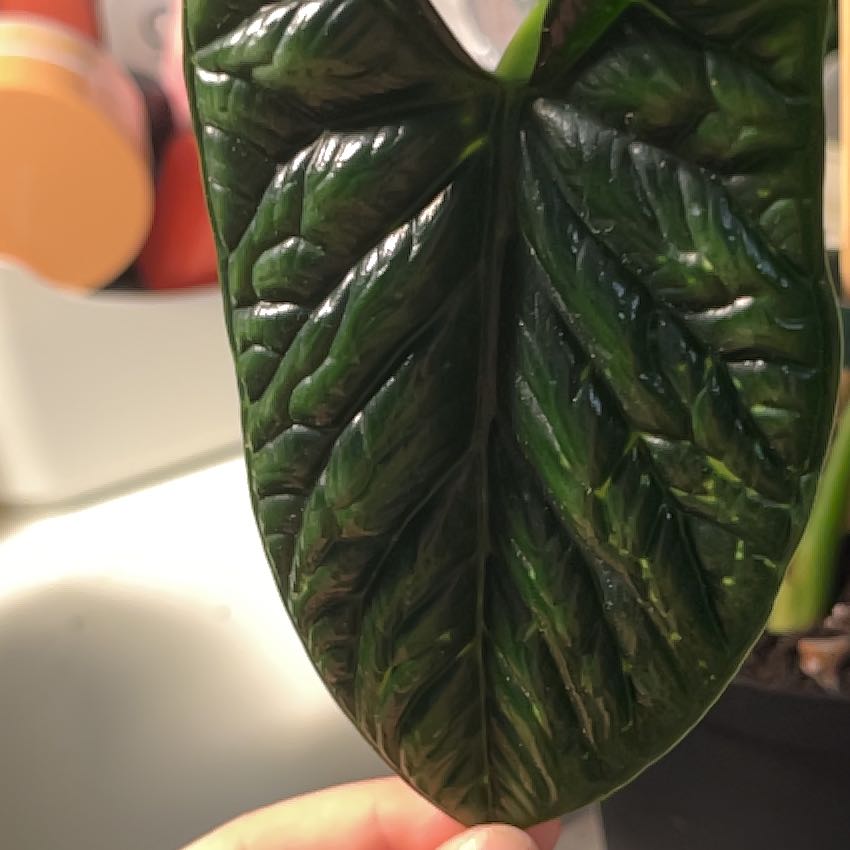 Photo of the plant species Alocasia Mirror Face by @BuffTexasebony named Xena on Greg, the plant care app