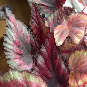 Photo of the plant species Painted-leaf Begonia by @maryarmi named Cleopatra on Greg, the plant care app