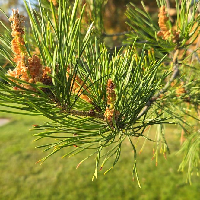 Photo of the plant species Scots Pine by @PrizeTemptation named Sanders on Greg, the plant care app