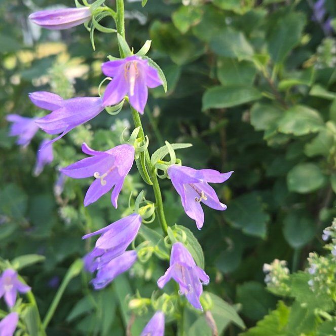 Photo of the plant species Rampion Bellflower by @PrizeTemptation named Messi on Greg, the plant care app