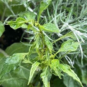 Photo of the plant species Cayenne Pepper by @EvocativeNeslia named Gregarious on Greg, the plant care app