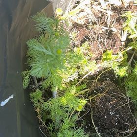 Photo of the plant species Disc Mayweed by @EvocativeNeslia named Coco on Greg, the plant care app