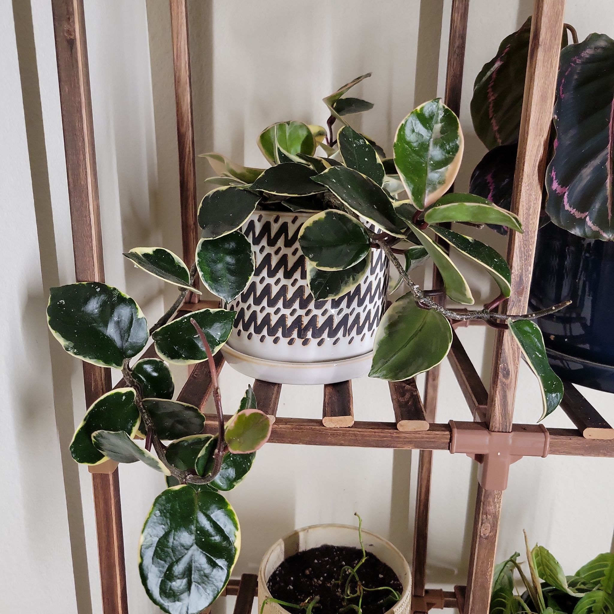Photo of the plant species hoya carnosa snowball by @HolyGalingale named Winston on Greg, the plant care app
