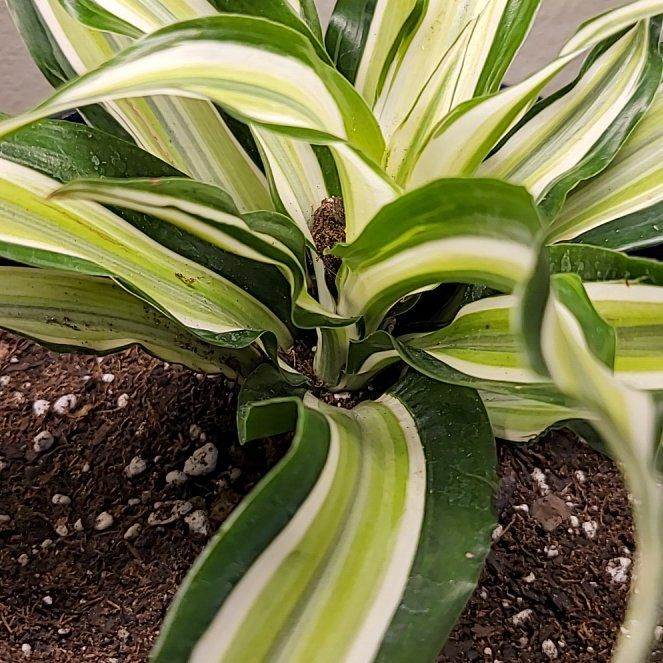 Photo of the plant species Malaika Dragon Tree by @HolyGalingale named Lola on Greg, the plant care app