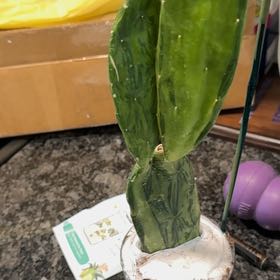 Photo of the plant species Prickly Pear Cactus by @PrettyVaseyoak named Watermelon on Greg, the plant care app