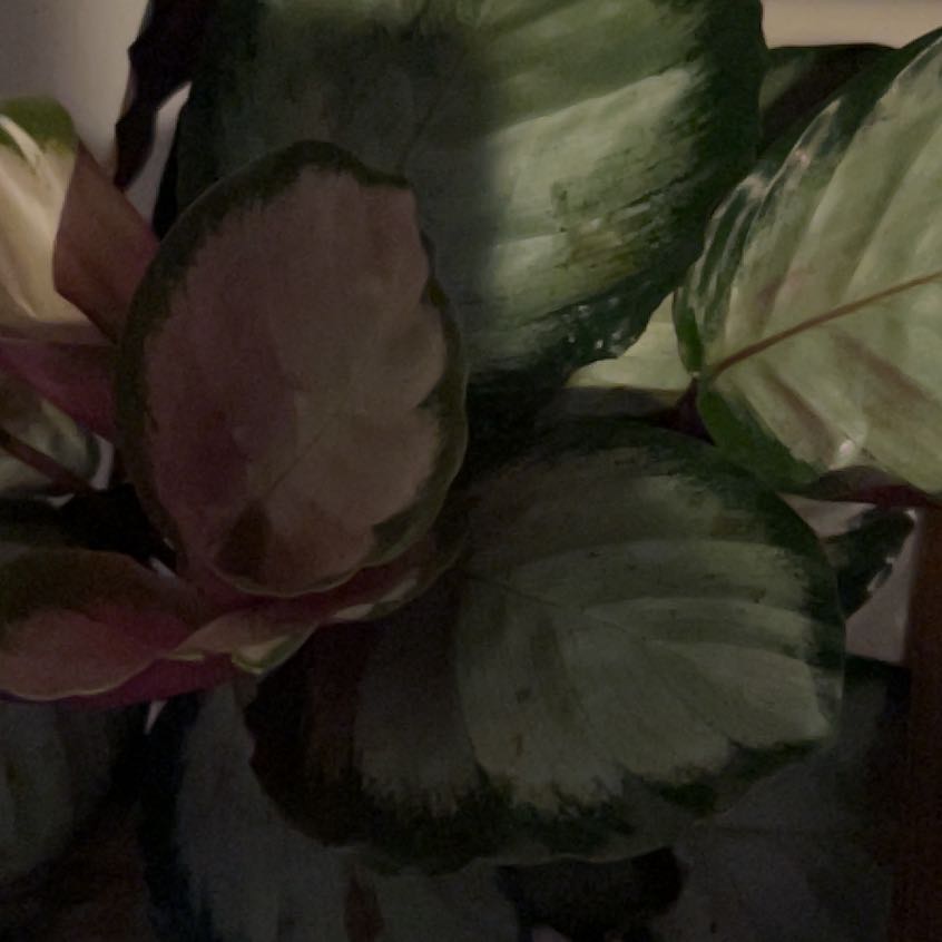 Photo of the plant species Calathea 'Corona' by @Samtrieshisbest named Cerveza on Greg, the plant care app