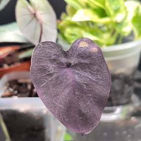 Photo of the plant species Colocasia Black Sapphire Gecko by @Samtrieshisbest named Eve on Greg, the plant care app