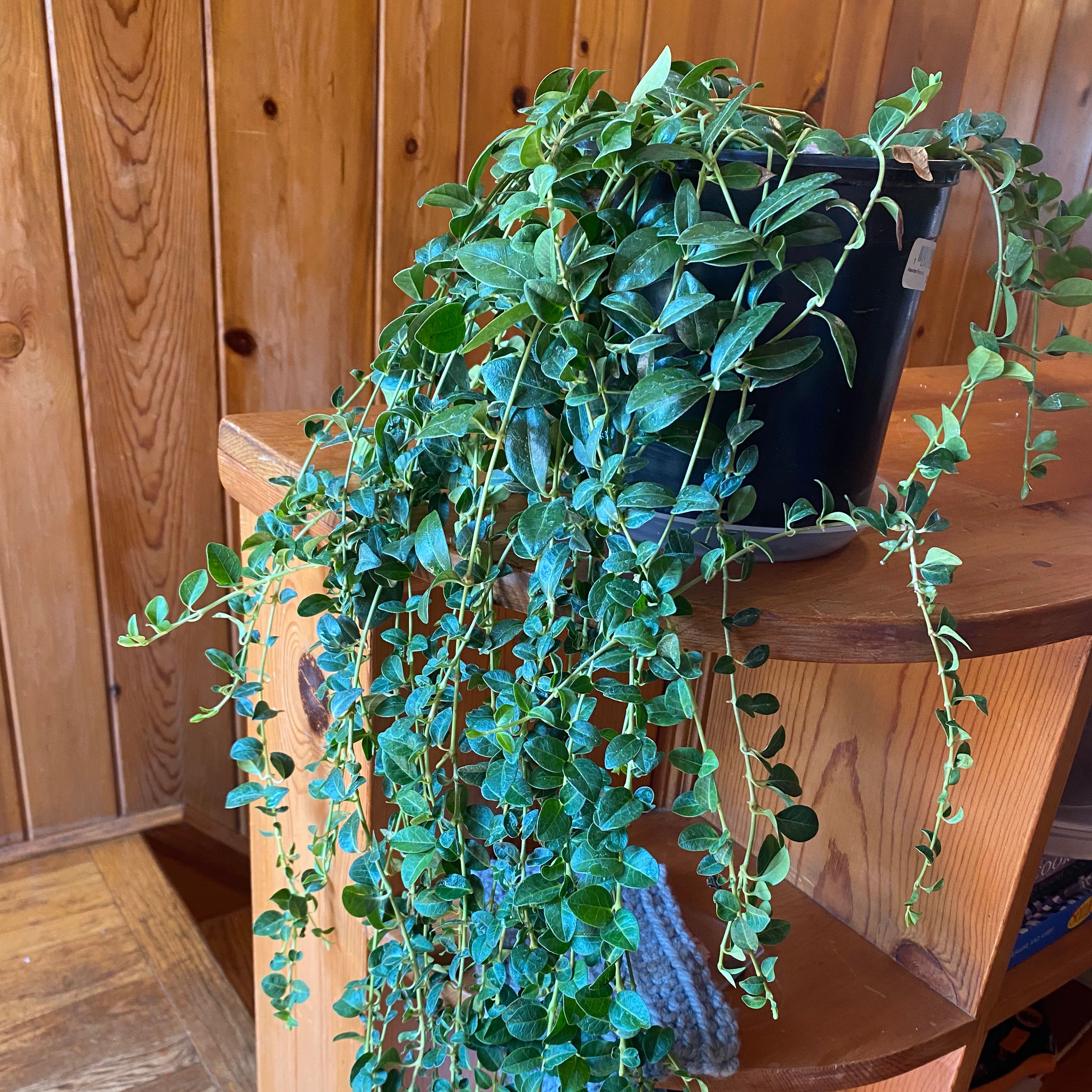 Photo of the plant species Formosan Creeping Fig by @DandyCoralberry named Sir Plancelot on Greg, the plant care app