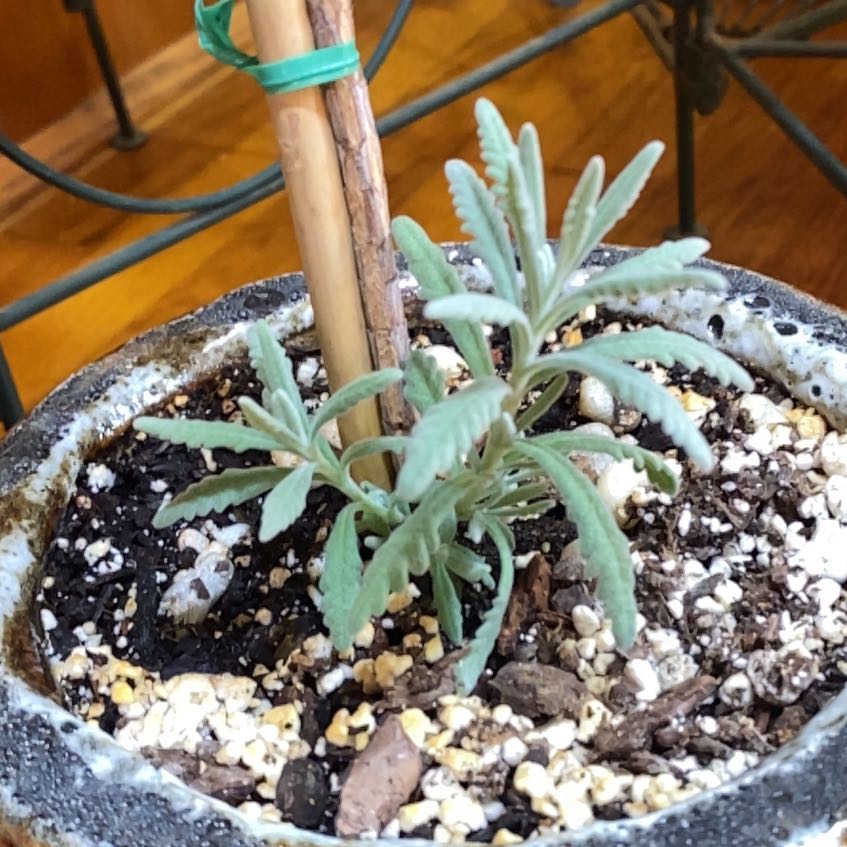 Photo of the plant species Goodwin Creek Lavender by @DandyCoralberry named Marley on Greg, the plant care app