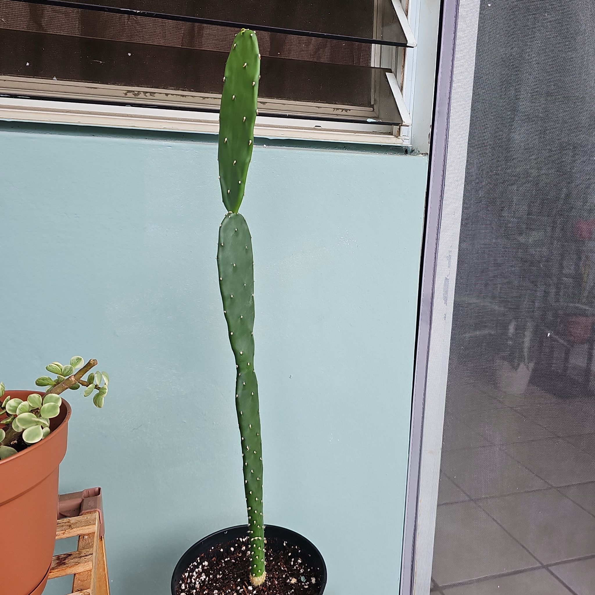 Photo of the plant species Nopal Cactus by @SilkenPoisonivy named Emerson on Greg, the plant care app