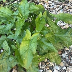 Photo of the plant species Snakeshead by @GuruLaurustinus named Prince on Greg, the plant care app