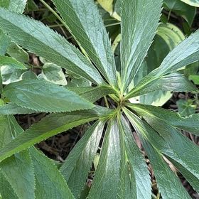 Photo of the plant species Green Hellebore by @Nikkibob named Zion on Greg, the plant care app