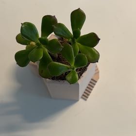 Photo of the plant species Copper Rose by @PurePeppermint named Rosa on Greg, the plant care app