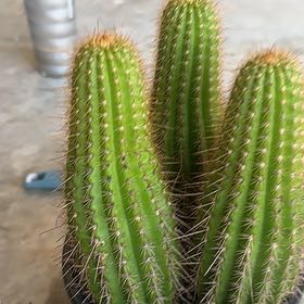 Photo of the plant species Cactus by @PrizedFrithia named Clooney on Greg, the plant care app