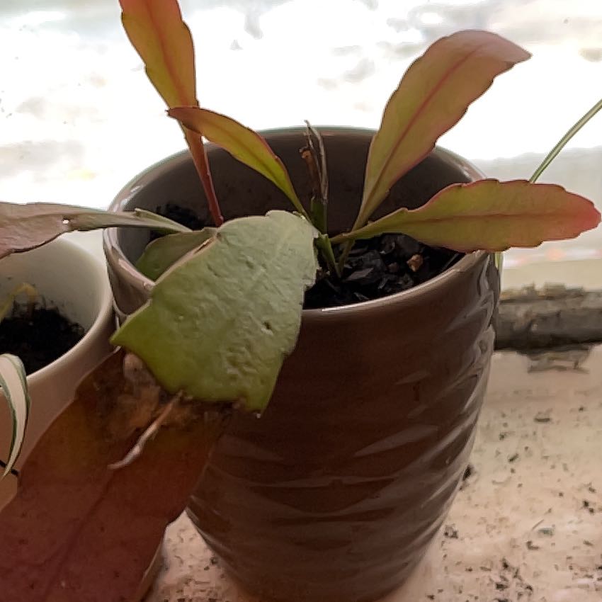 Photo of the plant species Red Mistletoe Cactus by @JoyfulLychee named Clooney on Greg, the plant care app