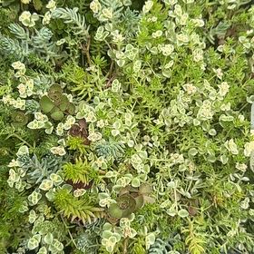 Photo of the plant species Sea Spurge by @CrispDill named Miley on Greg, the plant care app