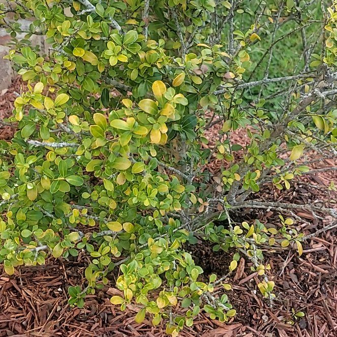 Photo of the plant species Box-Leaved Holly by @KeyBlueskullcap named Ronaldo on Greg, the plant care app