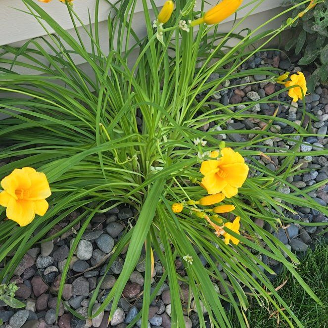 Photo of the plant species Yellow Daylily by @HappyWaxvine named Forrest on Greg, the plant care app