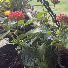 Photo of the plant species Lantana by @Frogjumpplant72 named Lana on Greg, the plant care app