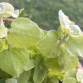 Photo of the plant species Trailing Dusty Miller by @Frogjumpplant72 named Lizzie on Greg, the plant care app