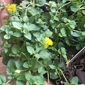 Photo of the plant species Baby Jump-Up by @Frogjumpplant72 named Demi on Greg, the plant care app